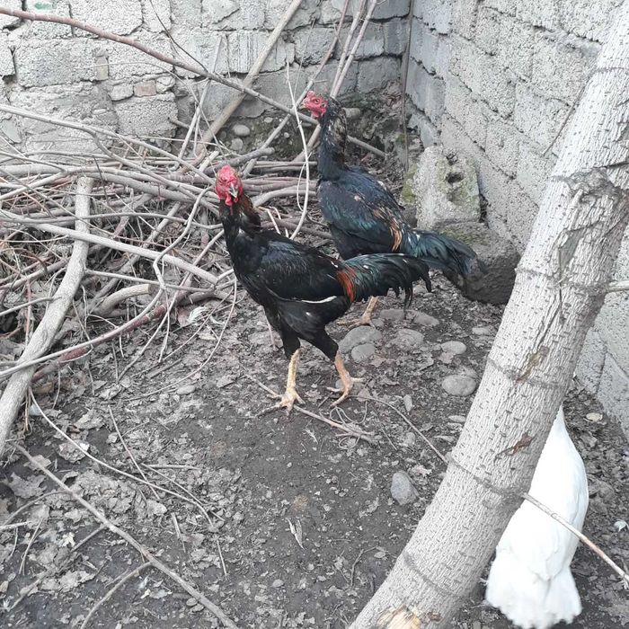 Петухи продаются