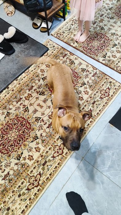 Продам щенка стафорда, 6 месяцев