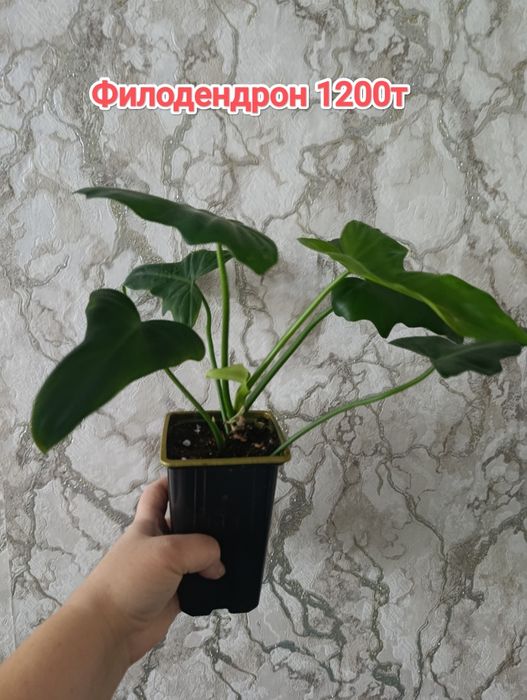 Комнатные растения кжби