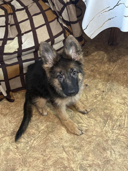 Щенок немецкой овчарки