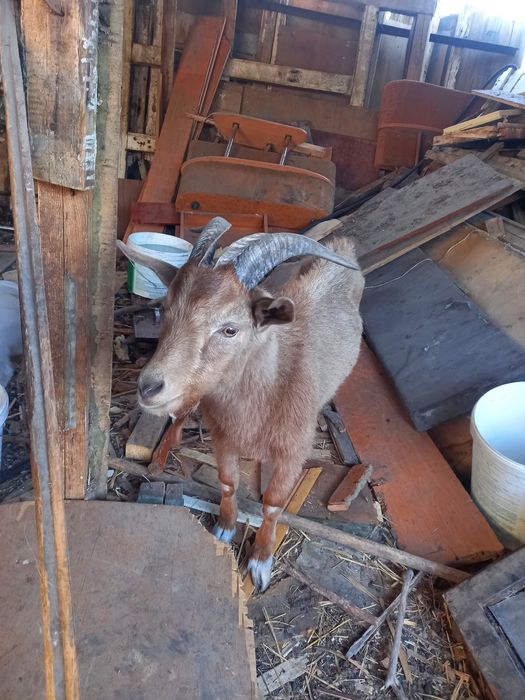 Козы породистые красивые