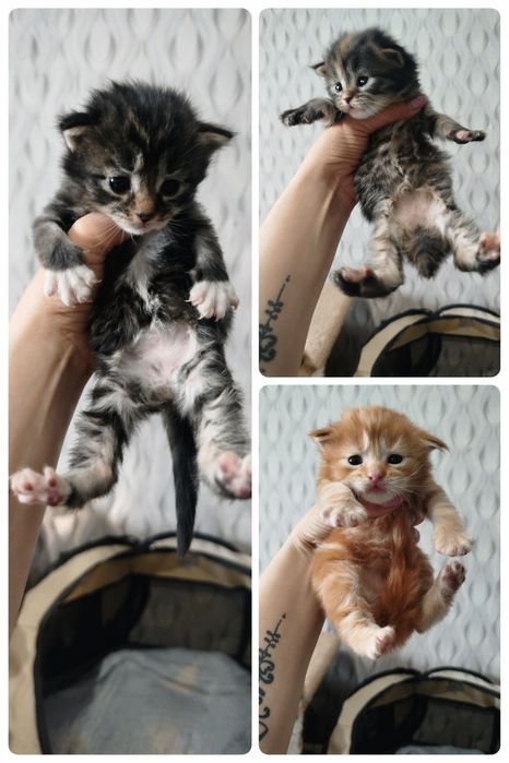 Открыта бронь на котят мейн кун