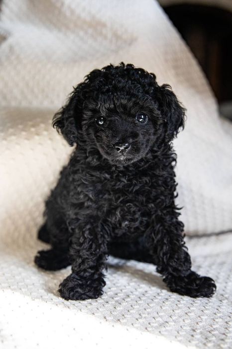 Щенки той пуделя