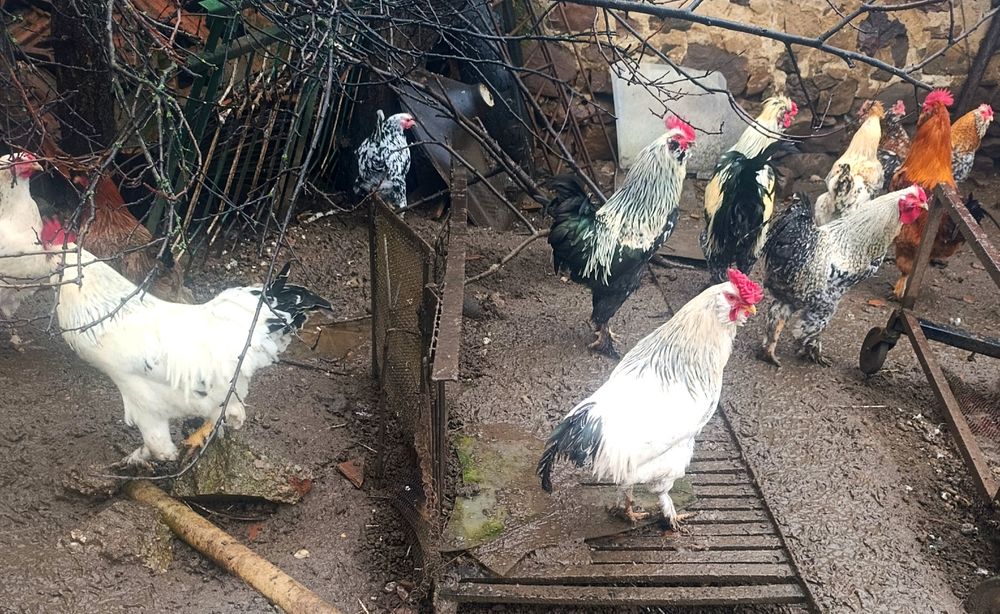 Петли на осем месеца