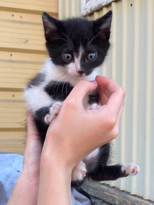 отдам котят за кока колу