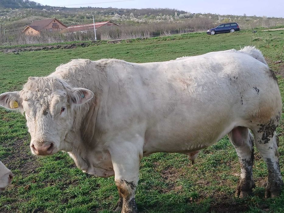 Taur montă cheroles