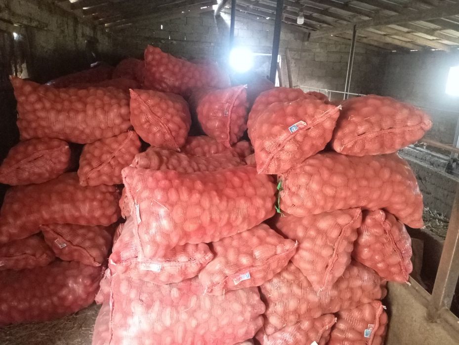 Пррдам Картофель
