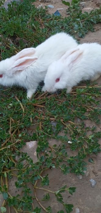 Hama quyon 100 mindan