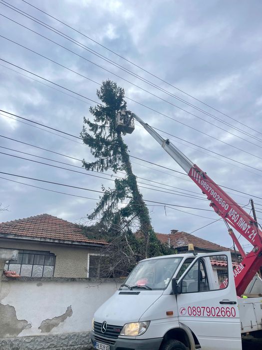 Професионално рязане и поддръжка на дървета Пловдив