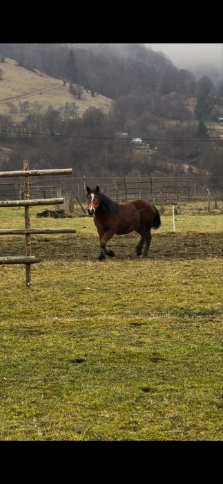 Vând mânză semigrea românească de doi ani