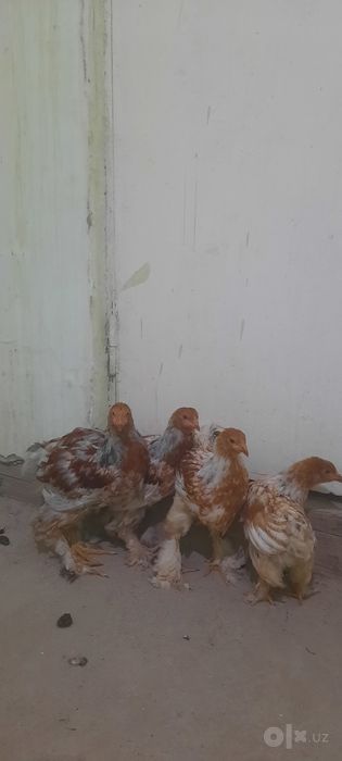 Brama beliy zolotalar sotiladi