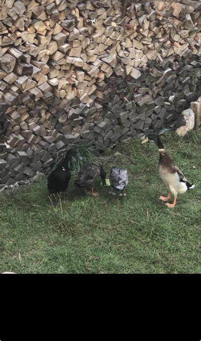 Rata alergatoare indiana