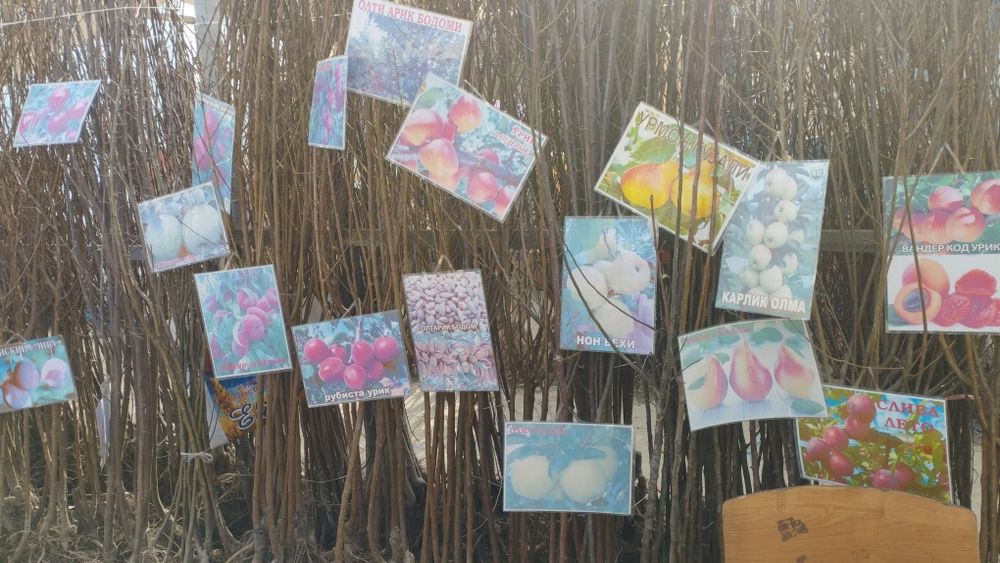 Xaxlari bor ko'chatlari bor kelshtirib beramiz