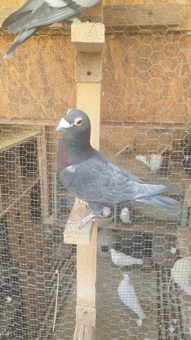 Ocazie! Vand femela voiajor cuca si mascul voiajor andaluz, 100 % viteza, 2017, 2019, Eduard Vajaiac!