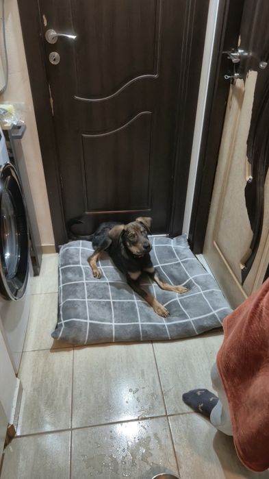 Pui de cățel spre adopție