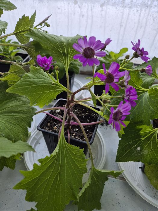 Домашние  цветы.