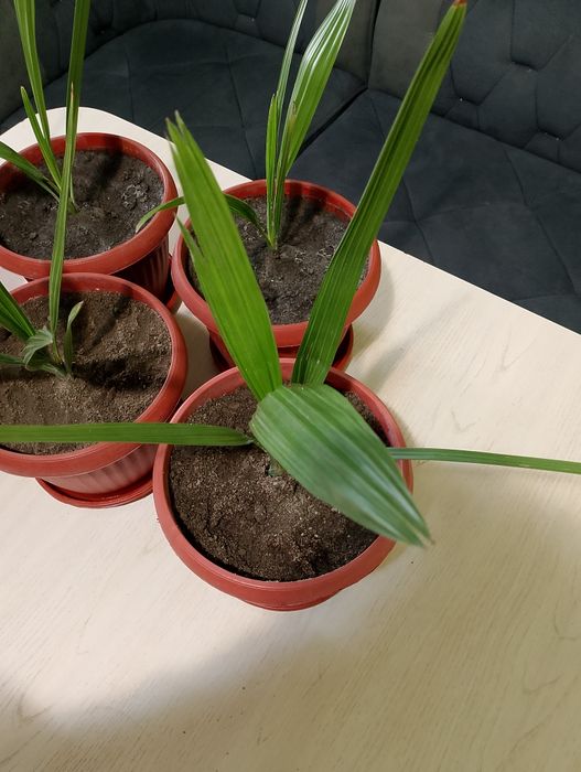 Пальма финика полтора года