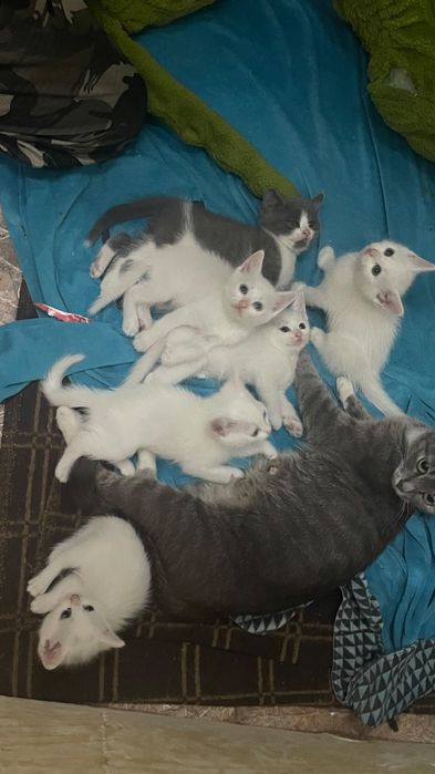 Отдам котят даром