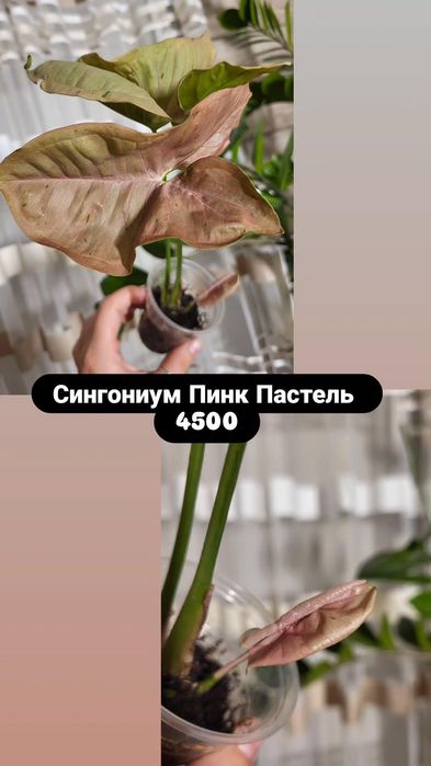 Сингониумы. Комнатные растения