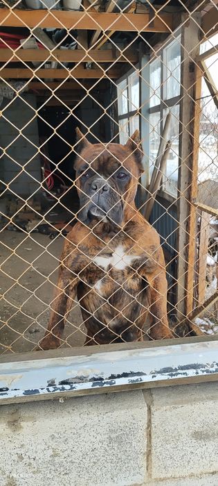 Вязка немецкий боксер