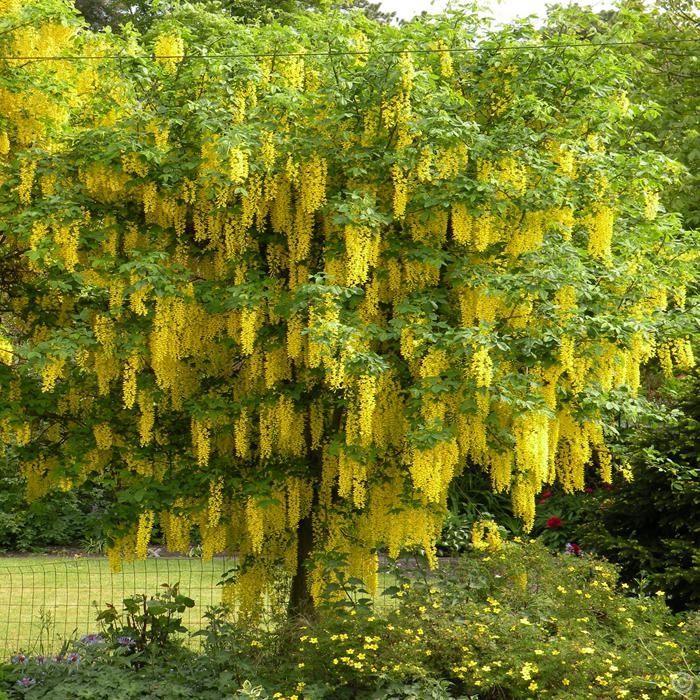 Ploaie de aur -Laburnum salcam galben salcam rosu