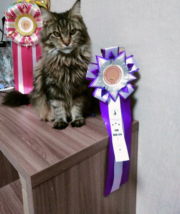 Продам кошку Мейн Куна