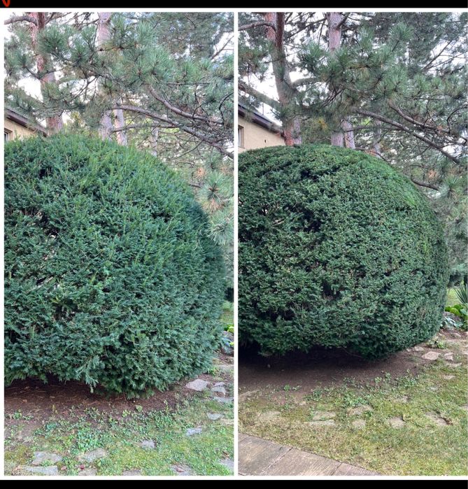 Intreținere gradina
