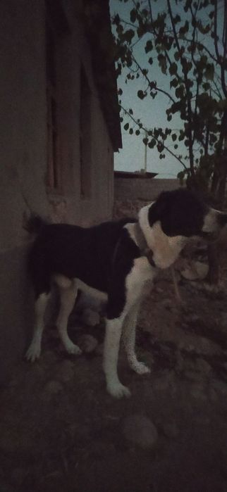 Алабаи,молодой,спабкоиныи.здоровый,бойцовой.молодой,собака.договорная