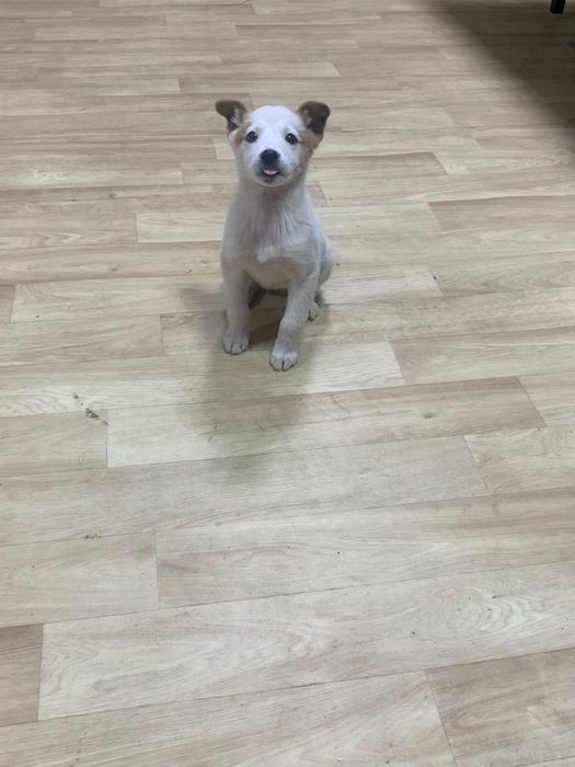 Мальчик. Звоночек. В добрые руки.