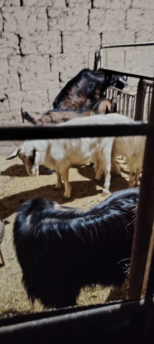 асыл тұқымды альпийски текелер