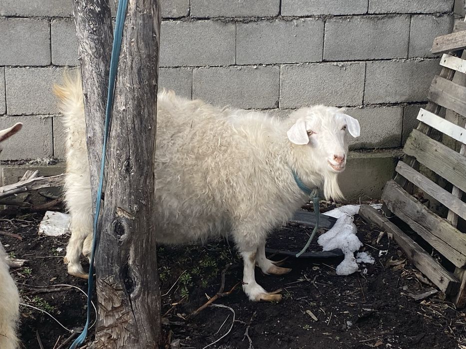 Продам козу молочной породы