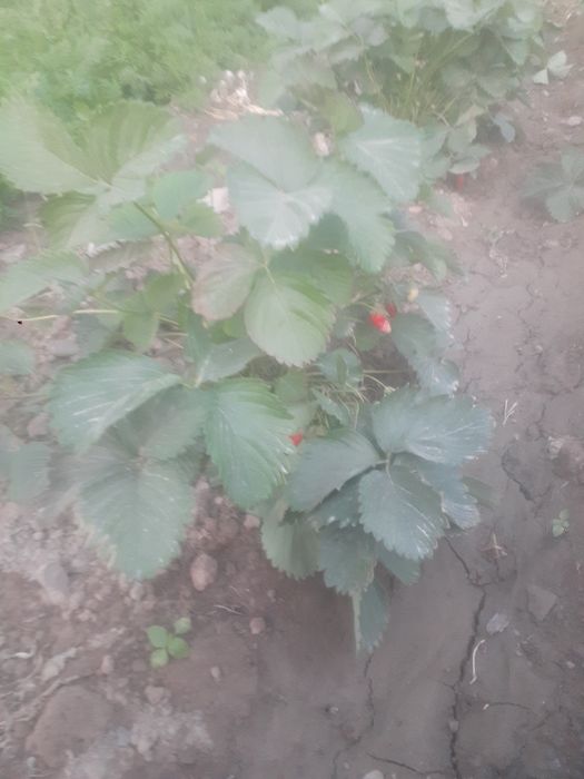 Ер сотилади 7 сотох Денов тумани (эски масква калхоз)