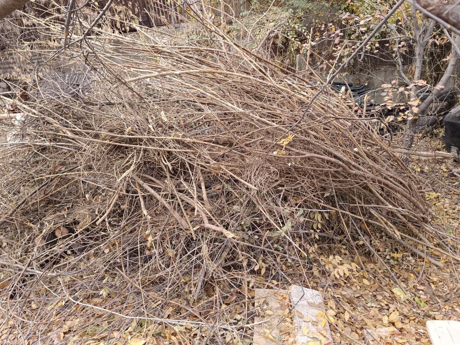 Ветки дерево отын бесплатно