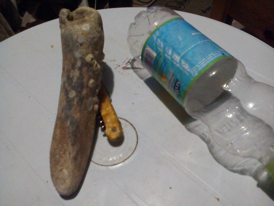 Вкаменелости от динозавър Рекс