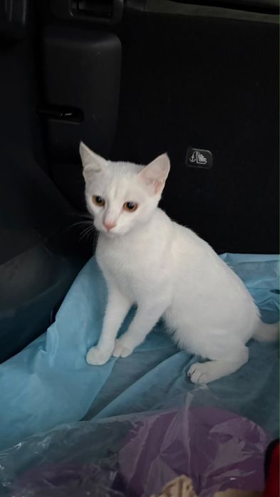 Котенок мальчик