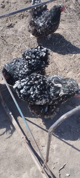 Brama tovuq tuxumlari sotiladi