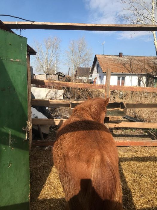 ПРОДАМ двух тайчиков