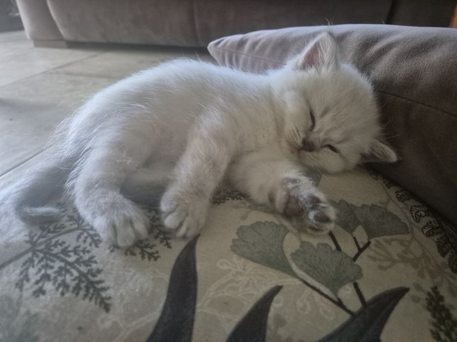 Британски котенца