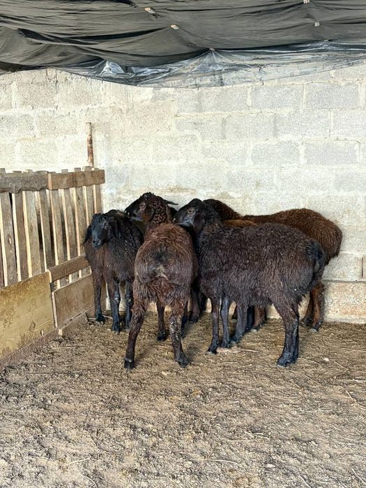 Қозы кошкар баран овцы