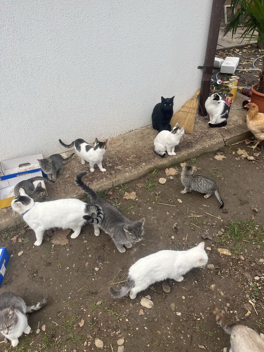 Donez pisici deparazitate, vaccinate