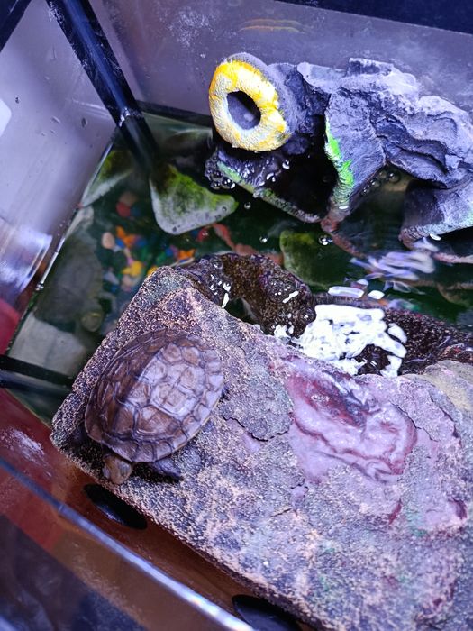 Продается аквариум с черепашками