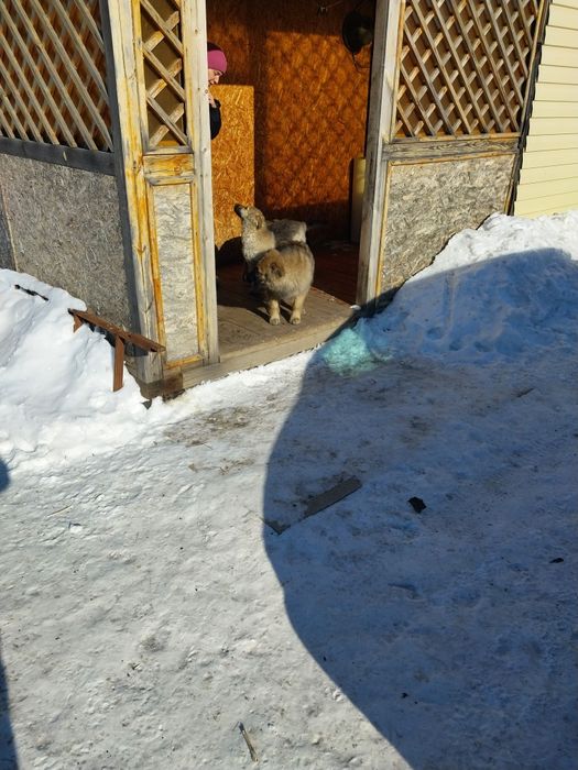 Щенят отдам в добрые руки!