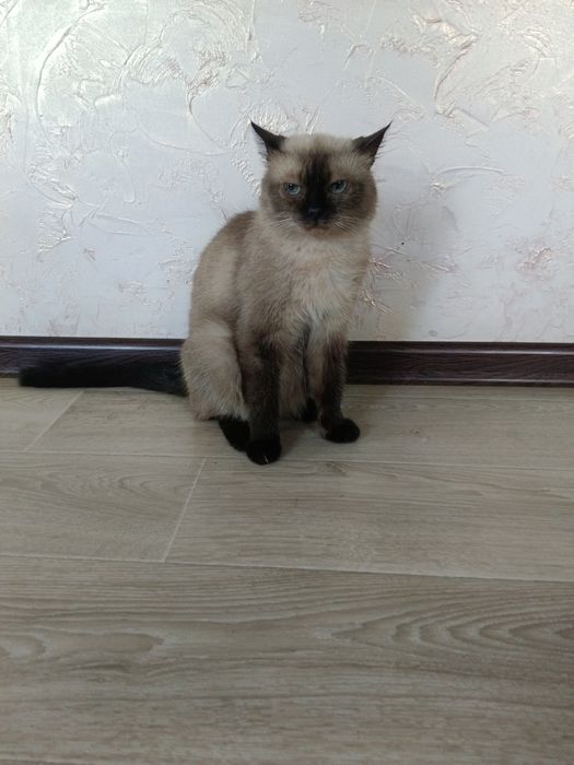 Кошка сиамская породистая