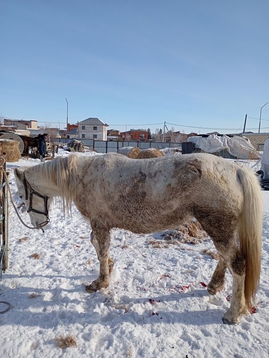 Продам кобылу 6лет