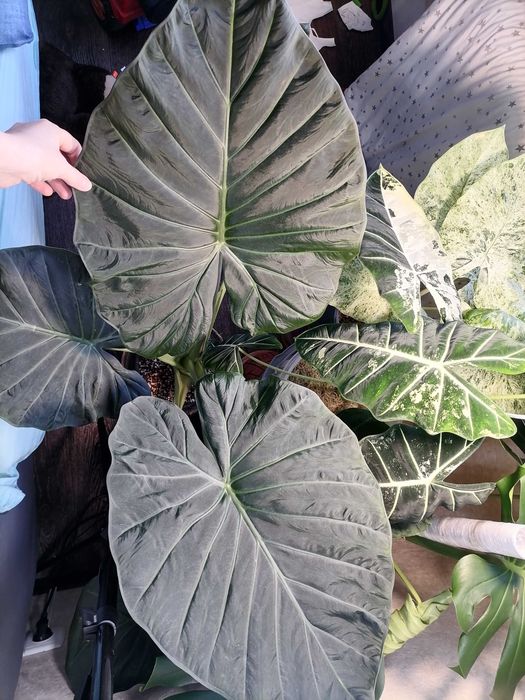 Детки и клубни алоказий