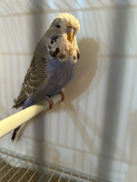 Papagali perusi standard pui si maturi