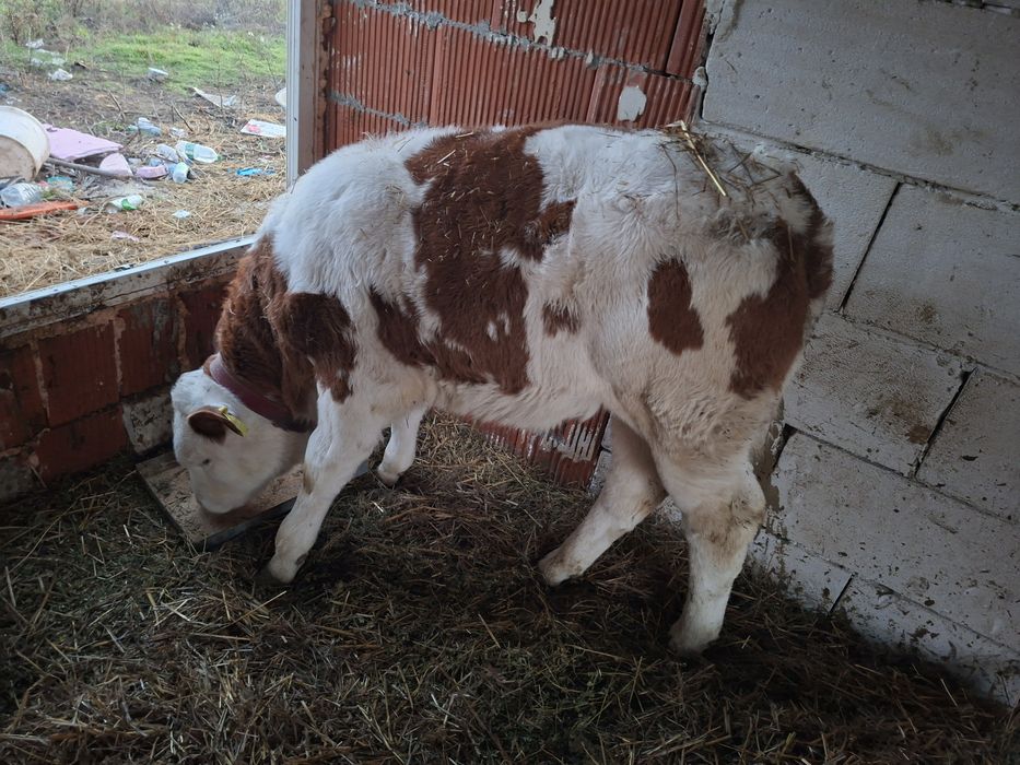 Vand vitea fara coarne