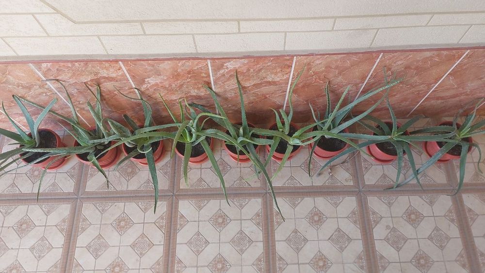 Алое вера, Aloe vera guli 30000