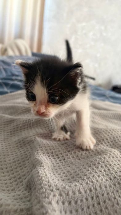 Котик , мальчик , очень активный и красивый!