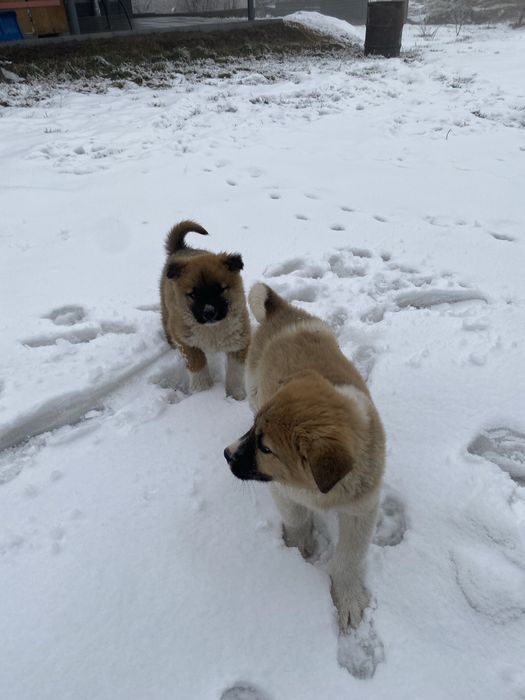 Щенки ,   метисы